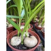 植間生活【文殊蘭】三吋盆。種子盆栽。水耕欣賞也可从