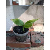 薑黃 薑黃苗 薑黃小苗