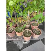 ★綠霖園藝★日本紫藤 6寸盆 室內植物/新興果樹/水果樹苗/果苗/嫁接/植物/盆栽