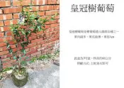 心栽花坊-皇冠樹葡萄/嫁接苗/水果苗/售價800特價700