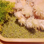 毛綠豆/SGS無農藥檢測/粉綠豆/綠豆/綠豆薏仁湯/新豆/可選真空包裝/五穀雜糧/綺麗亞優選