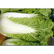 山東大白菜種子300粒60元