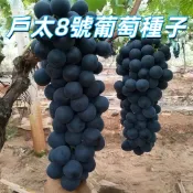 【戶太8號葡萄種子】 台灣現貨 盆栽果樹苗 自種庭院陽台 有機葡萄苗 易種植豐產 多年生藤 新手適用