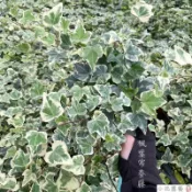小花園藝 楓葉常春藤 3吋盆 $50