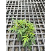 芳香萬壽菊｜3吋盆～多年生草本香草植物⋯