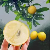 【賞菓優鮮】南投山林秋蜜黃金果精美大果禮盒2盒(6粒/5斤X2盒)(有陸地上的燕窩美譽_產地現採直送)