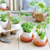 【聖新陶芸】Eggling 植物栽培蛋 (植物蛋/蛋型/日本正版授權/辦公室小物/生活小物/薄荷/小草莓/檸檬香草)